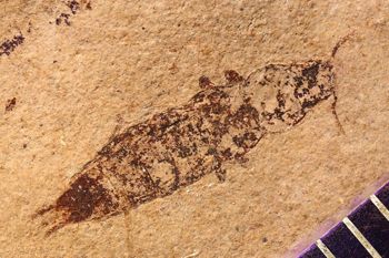 Media type: image;   Entomology PALE-1551